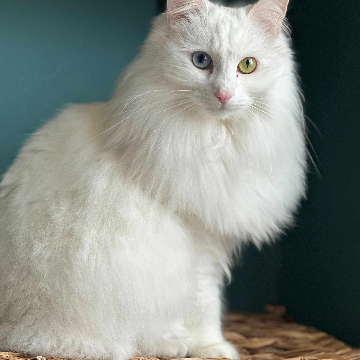 Dottie-Marie