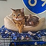 Red joined the competition — help win amazing prizes! animal, blanket, blue, cage, cat, cats, comfortable, cozy, domestic_animal, feline, fur, home, indoor, pet_bed, quiet, relaxed, resting, sign, sleeping, two_cats