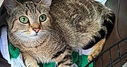 Red joined the competition — help win amazing prizes! animal_companion, car_interior, cat, close_up, cozy, curious, domestic_animal, feline, floor_mat, indoor, mesh_door, pet, pet_carrier, resting, shoe, tabby_cat, towel, transportation, two_animals, vehicle_seat