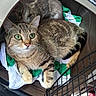 cat, tabby_cat, pet_carrier, towel, car_interior, mesh_door, floor_mat, shoe, two_animals, animal_companion, feline, curious, cozy, resting, domestic_animal, transportation, vehicle_seat, close_up, indoor, pet