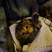 Red joined the competition — help win amazing prizes! animal, blanket, cat, closeup, cozy, curious, cute, fur, indoor, kitten, paw, pet, resting, sleeping, snug, soft, striped, texture, towel, warm