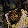 kitten, cat, paw, towel, cozy, sleeping, striped, fur, curious, closeup, indoor, soft, texture, blanket, resting, animal, cute, pet, snug, warm