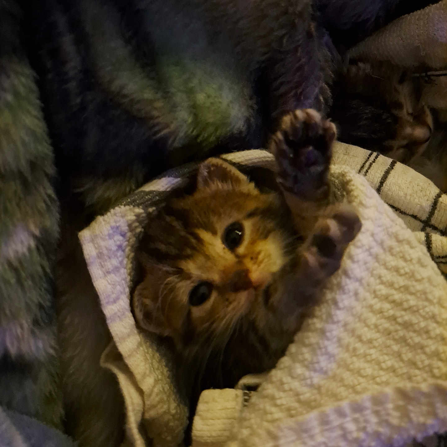 Red joined the competition — help win amazing prizes! animal, blanket, cat, closeup, cozy, curious, cute, fur, indoor, kitten, paw, pet, resting, sleeping, snug, soft, striped, texture, towel, warm