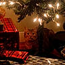 Red is registered to the contest to win money with this photo: animal, cat, celebration, christmas_lights, christmas_tree, cozy, decorations, festive, floor, holiday, home, indoor, night, ornaments, pets, presents, tabby_cat, tree_stand, warm_lighting, wrapped_gifts