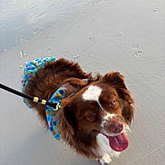 Sadie is registered to the contest to win money with this photo: animal, bandana, beach, brown, canine, close_up, cute, dog, fur, happy, leash, outdoor, paw_prints, pet, playful, sand, summer, tongue_out, walking, white