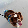 animal, bandana, beach, brown, canine, close_up, cute, dog, fur, happy, leash, outdoor, paw_prints, pet, playful, sand, summer, tongue_out, walking, white