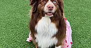 Sadie joined the competition — help win amazing prizes! animal, attentive, brown, celebration, costume, cute, dog, dress, eyes, festive, fur, grass, heterochromia, outdoor, party_hat, pet, pink, portrait, sitting, white