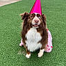 animal, attentive, brown, celebration, costume, cute, dog, dress, eyes, festive, fur, grass, heterochromia, outdoor, party_hat, pet, pink, portrait, sitting, white