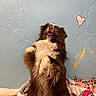 Sadie is registered to the contest to win money with this photo: animal, blanket, blue_wall, brown_dog, cozy, cute, dog, domestic, fluffy, furry, happy, heart_drawing, indoor, looking_up, pet, playful, sitting, sock, wall_texture, white_fur