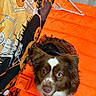 Sadie joined the competition — help win amazing prizes! black_hat, brown_and_white, celebration, costume, cute, decorations, dog, festive, floor, halloween, heterochromia, holiday, indoor, orange_blanket, pet, portrait, pumpkin, skeleton, spooky, witch_hat