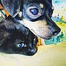 animal, artistic, background, blue_eyes, cat, close_up, colorful, companion, cute, dog, expression, face, friendship, fur, illustration, painting, pet, portrait, snuggling, watercolor