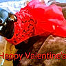 Lbg is registered to the contest to win money with this photo: animal, bed, blanket, canine, celebration, clothing, cozy, cute, dog, fabric, furry, holiday, indoor, paper, pet, red_dress, resting, small_dog, text_overlay, valentines_day