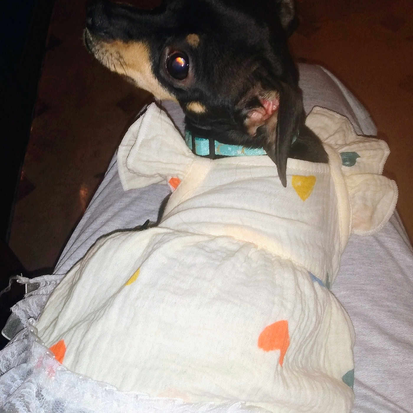 Lbg joined the competition — help win amazing prizes! animal, black_dog, clothing, collar, companion, curious, cute, dog, domestic, dress, fabric, heart_pattern, indoor, lace, lap, looking_back, pet, resting, small_dog, tan_markings