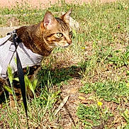 Mon Fils a rejoint le concours — aidez-le/la à gagner de superbes lots ! animal, cat, closeup, curious, domestic_animal, exploring, fence, grass, greenery, harness, leash, mammal, nature, outdoor, pet, side_view, sunlight, tabby_cat, wall, wildflowers