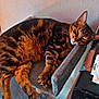 animal, black, cat, cat_tree, closeup, cozy, domestic, fur, furniture, indoor, orange, paw, perch, pet, relaxed, resting, sleeping, striped, tabby, whiskers