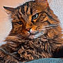 Bibichette Fils a rejoint le concours — aidez-le/la à gagner de superbes lots ! cat, tabby, fluffy, pet, feline, whiskers, ears, fur, animal, close_up, portrait, indoor, relaxed, soft_texture, blue_surface, wall, resting, cute, domestic_cat, mammal