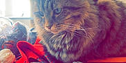 Bibichette Fils participe au concours pour gagner de l'argent avec cette photo : cat, tabby, yarn, orange, fabric, indoor, cozy, pet, feline, striped, relaxed, home, television, blurred_background, soft_light, couch, knitting, colorful, animal, resting