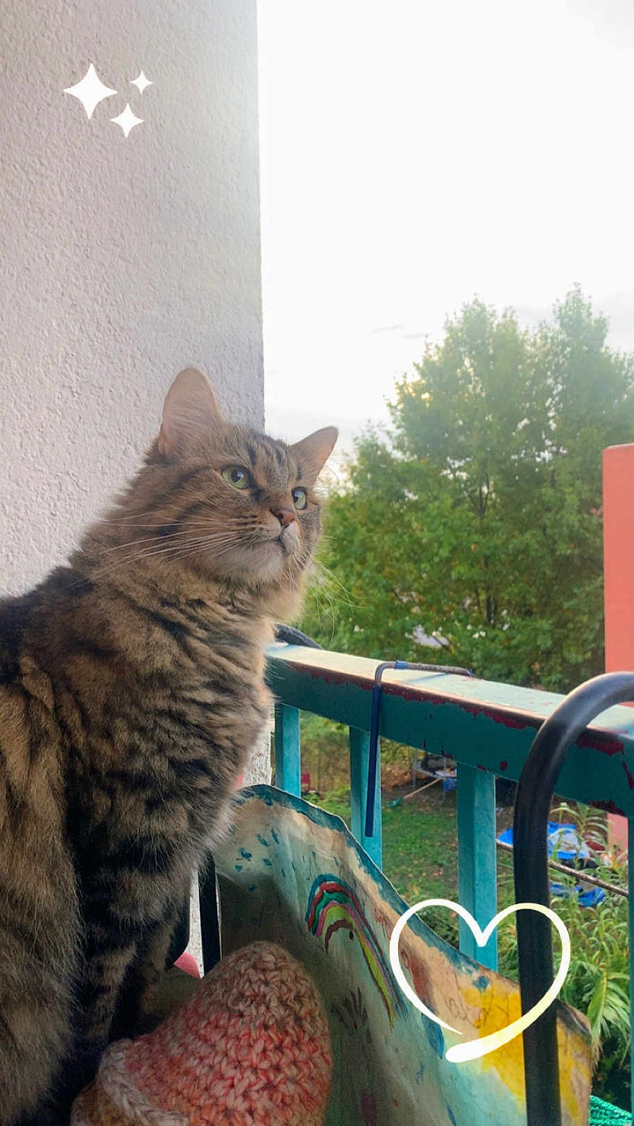 Bibichette Fils a rejoint le concours — aidez-le/la à gagner de superbes lots ! cat, tabby, fluffy, balcony, outdoor, trees, knitted, decorations, painted, sky, fence, greenery, pets, animals, cute, cozy, looking_away, daylight, heart_doodle, sparkle_doodle
