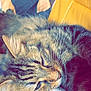 Bibichette Fils participe au concours pour gagner de l'argent avec cette photo : cat, tabby, sleeping, cozy, knitted_blanket, whiskers, fur, close_up, indoor, cushion, fabric, yellow_chair, relaxed, pet, animal, soft_light, resting, cute, feline, home