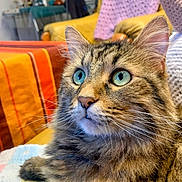 Bibichette Fils a rejoint le concours — aidez-le/la à gagner de superbes lots ! cat, tabby, fluffy, green_eyes, whiskers, close_up, indoor, cozy, blanket, furniture, couch, domestic_animal, pet, mammal, face, fur, ears, relaxed, curious, portrait
