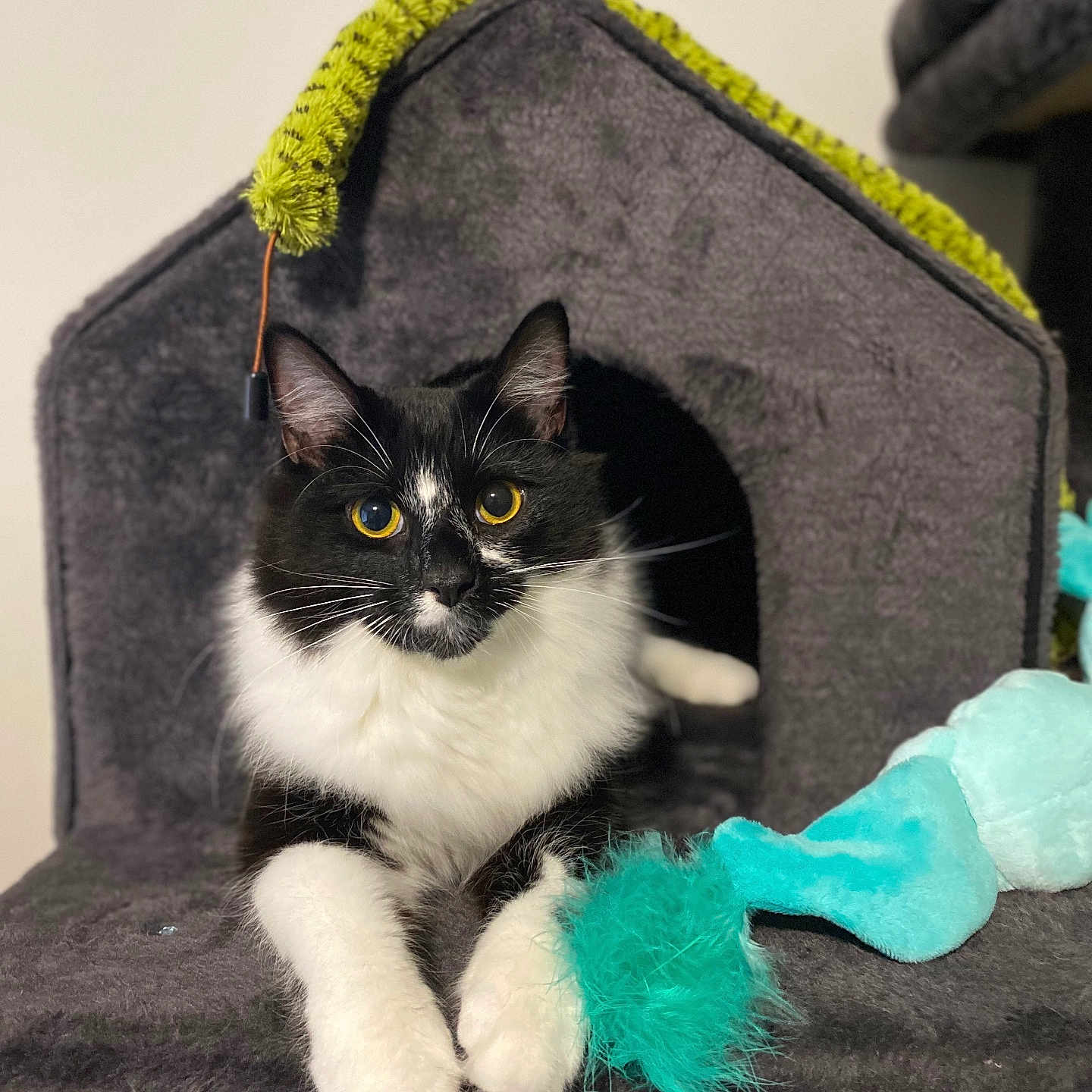 Sir Francis Bacon joined the competition — help win amazing prizes! abyssinian, angora, animal, architecture, building, cat, chair, den, doghouse, furniture, indoors, kennel, kitten, manx, outdoors, person, pet, plush, shelter, toy