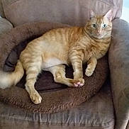 Sonny joined the competition — help win amazing prizes! cat, orange_tabby, pet_bed, armchair, furniture, indoor, relaxed, pet, animal, fur, whiskers, green_eyes, paws, tabby, mammal, cute, resting, domestic_cat, pink_paw, cozy