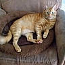 cat, orange_tabby, pet_bed, armchair, furniture, indoor, relaxed, pet, animal, fur, whiskers, green_eyes, paws, tabby, mammal, cute, resting, domestic_cat, pink_paw, cozy