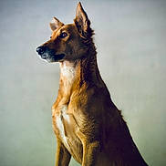 Luna is registered to the contest to win money with this photo: dog, animal, pet, portrait, brown_fur, ears, side_view, canine, looking_away, indoor, calm, alert, majestic, fur_texture, medium_size, well_groomed, focused, snout, sitting, companion