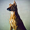 dog, animal, pet, portrait, brown_fur, ears, side_view, canine, looking_away, indoor, calm, alert, majestic, fur_texture, medium_size, well_groomed, focused, snout, sitting, companion