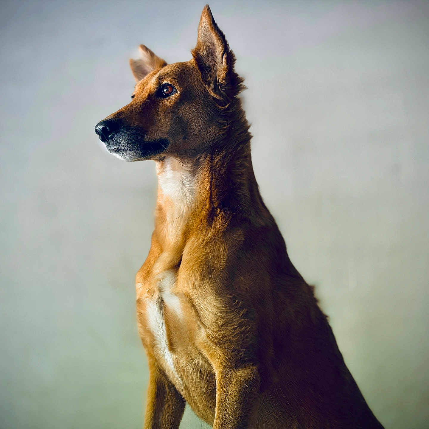 Luna is registered to the contest to win money with this photo: dog, animal, pet, portrait, brown_fur, ears, side_view, canine, looking_away, indoor, calm, alert, majestic, fur_texture, medium_size, well_groomed, focused, snout, sitting, companion