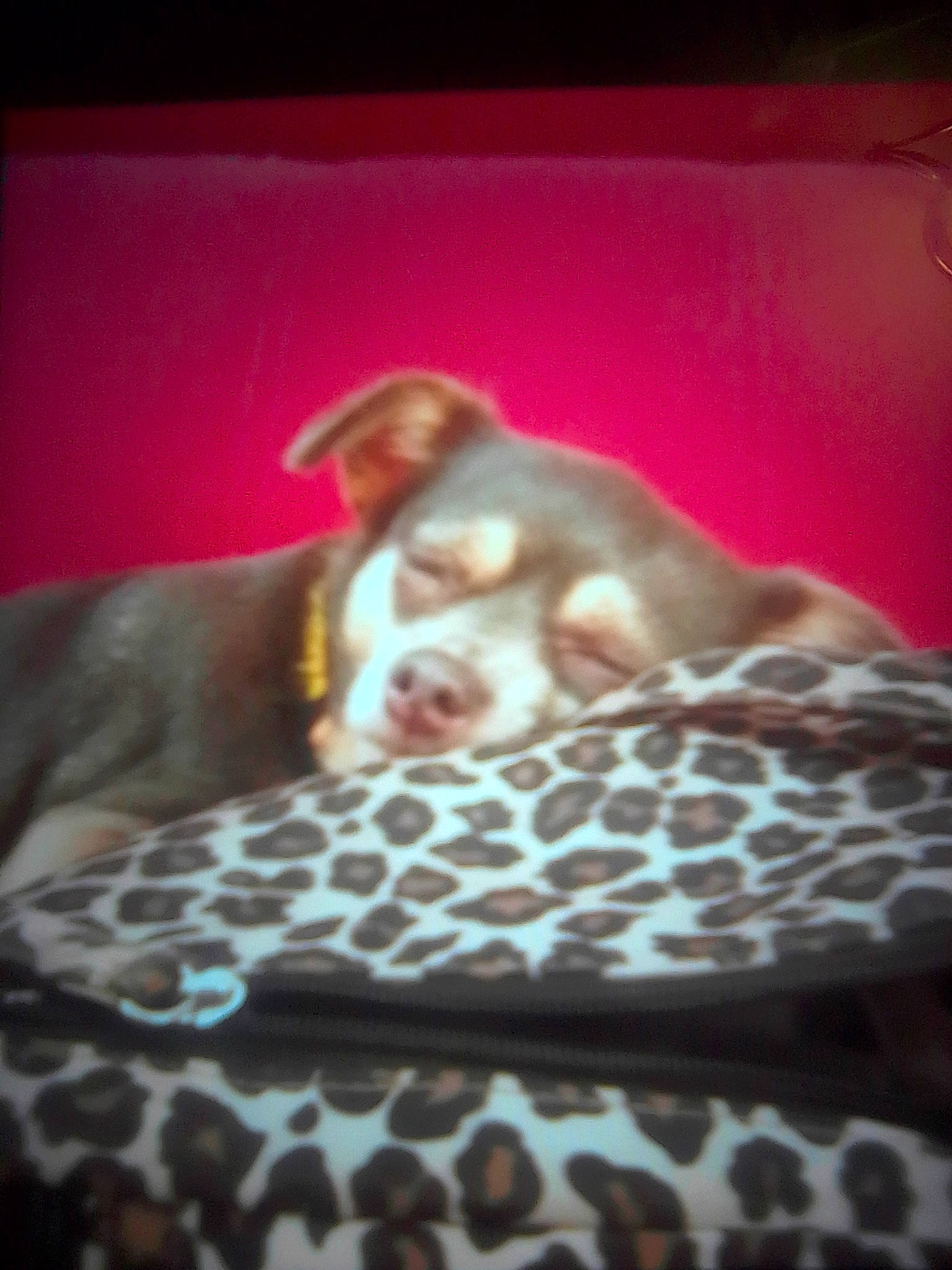 Sierra joined the competition — help win amazing prizes! bed, bedding, canidae, carnivore, comfort, companion_dog, dog, dog_breed, dog_supply, fawn, fur, linens, liver, pet_supply, snout, sporting_group, terrestrial_animal, toy_dog, whiskers, wood