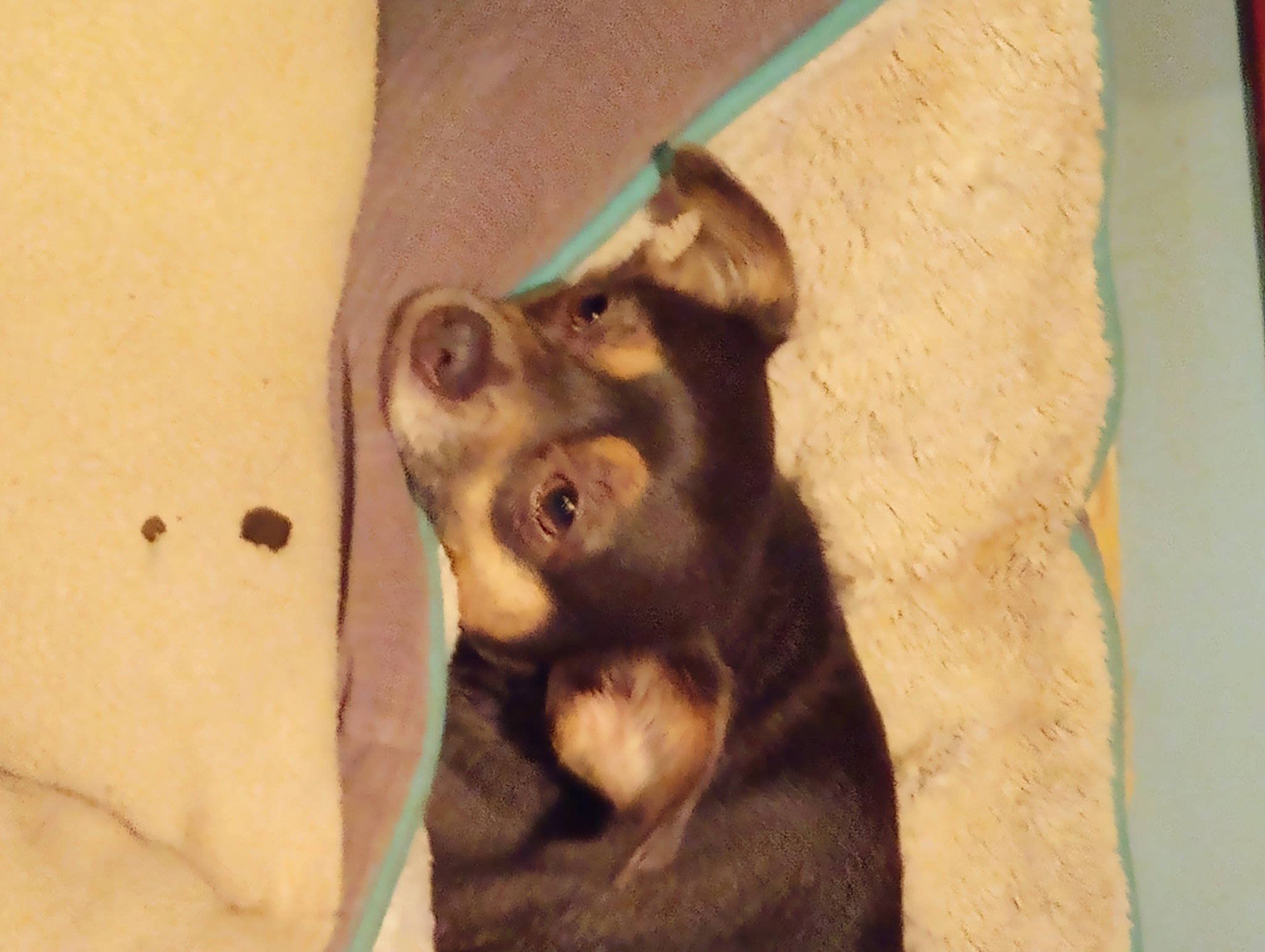 Sierra joined the competition — help win amazing prizes! canidae, carnivore, companion_dog, dog, dog_breed, fawn, foot, fur, gesture, guard_dog, human_leg, liver, paw, snout, sporting_group, terrestrial_animal, toy_dog, wood, working_animal, wrinkle