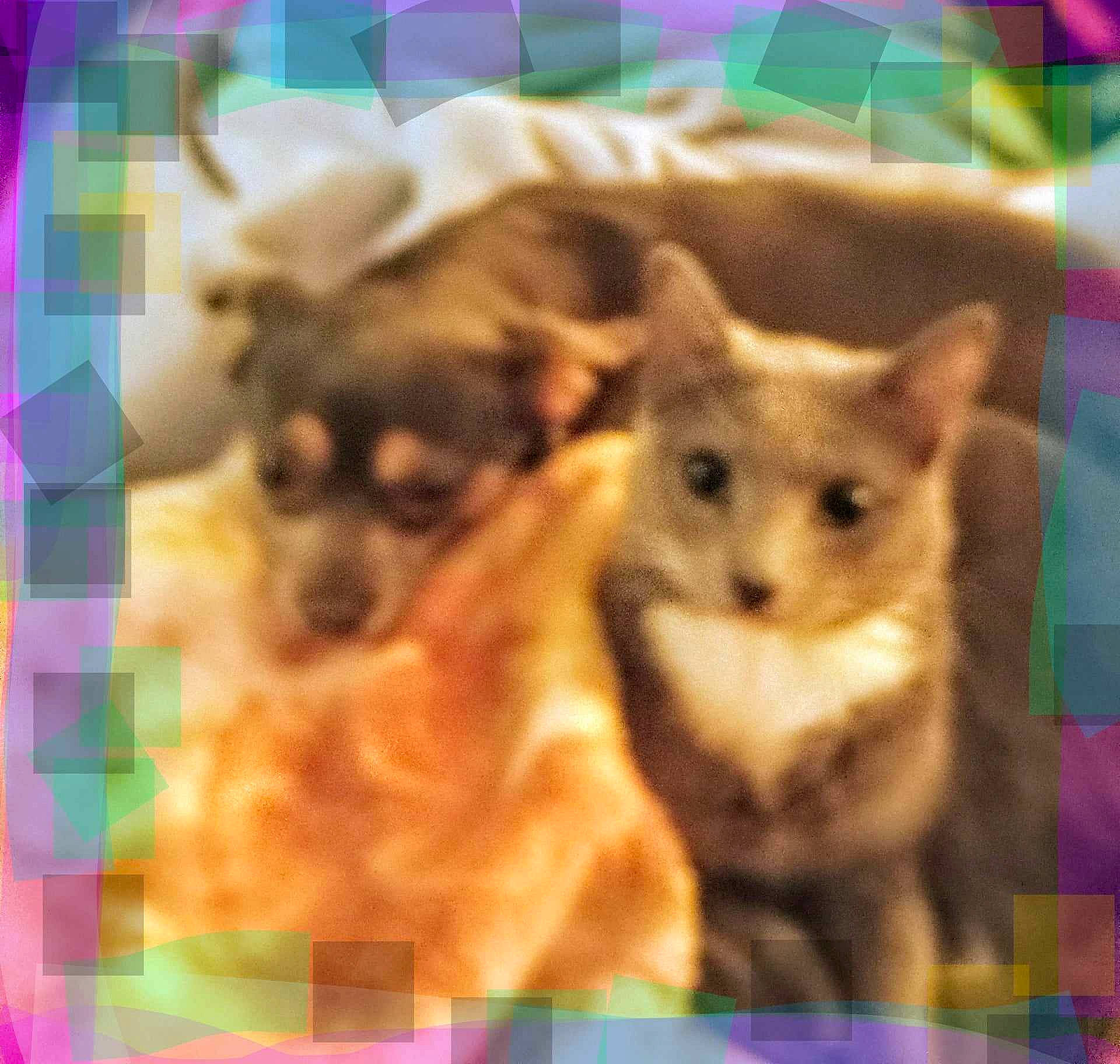 Jamie Lee joined the competition — help win amazing prizes! art, canidae, carnivore, companion_dog, dog, dog_breed, fawn, felidae, font, fur, painting, photo_caption, small_to_medium_sized_cats, snout, sporting_group, tail, terrestrial_animal, toy_dog, whiskers, working_animal