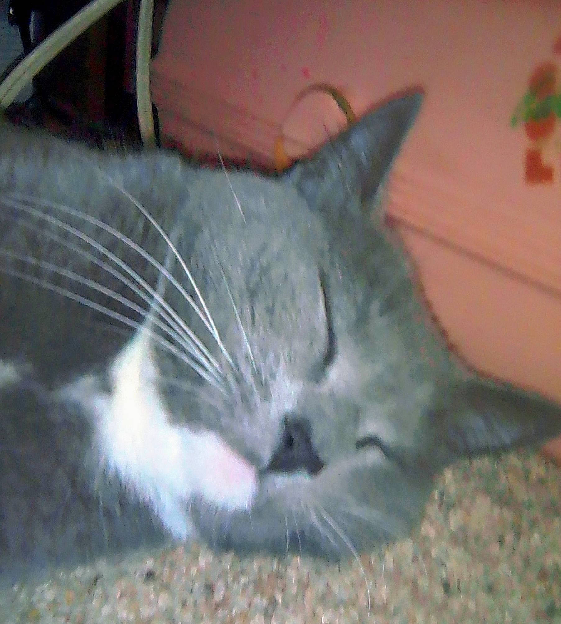 Jamie Lee joined the competition — help win amazing prizes! carnivore, cat, cat_supply, claw, comfort, domestic_short_haired_cat, electric_blue, felidae, fur, grey, nap, paw, sleep, small_to_medium_sized_cats, snout, tail, terrestrial_animal, whiskers