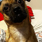 Shadow joined the competition — help win amazing prizes! dog, pet, portrait, indoor, brown_fur, curious, head_tilt, close_up, face, animal, canine, fur, whiskers, eyes, snout, ears, blanket, bed, cozy, domestic