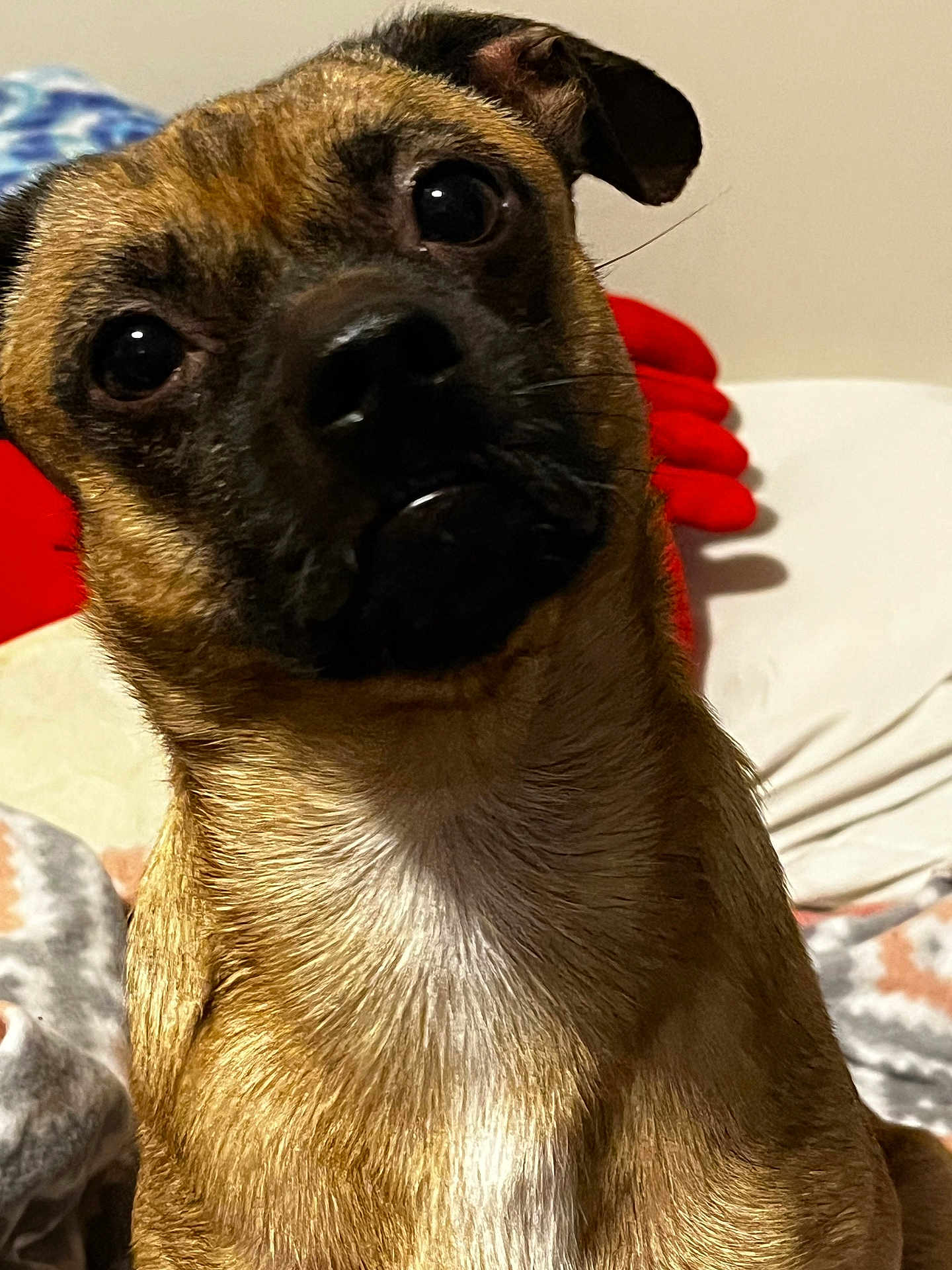 Shadow joined the competition — help win amazing prizes! dog, pet, portrait, indoor, brown_fur, curious, head_tilt, close_up, face, animal, canine, fur, whiskers, eyes, snout, ears, blanket, bed, cozy, domestic