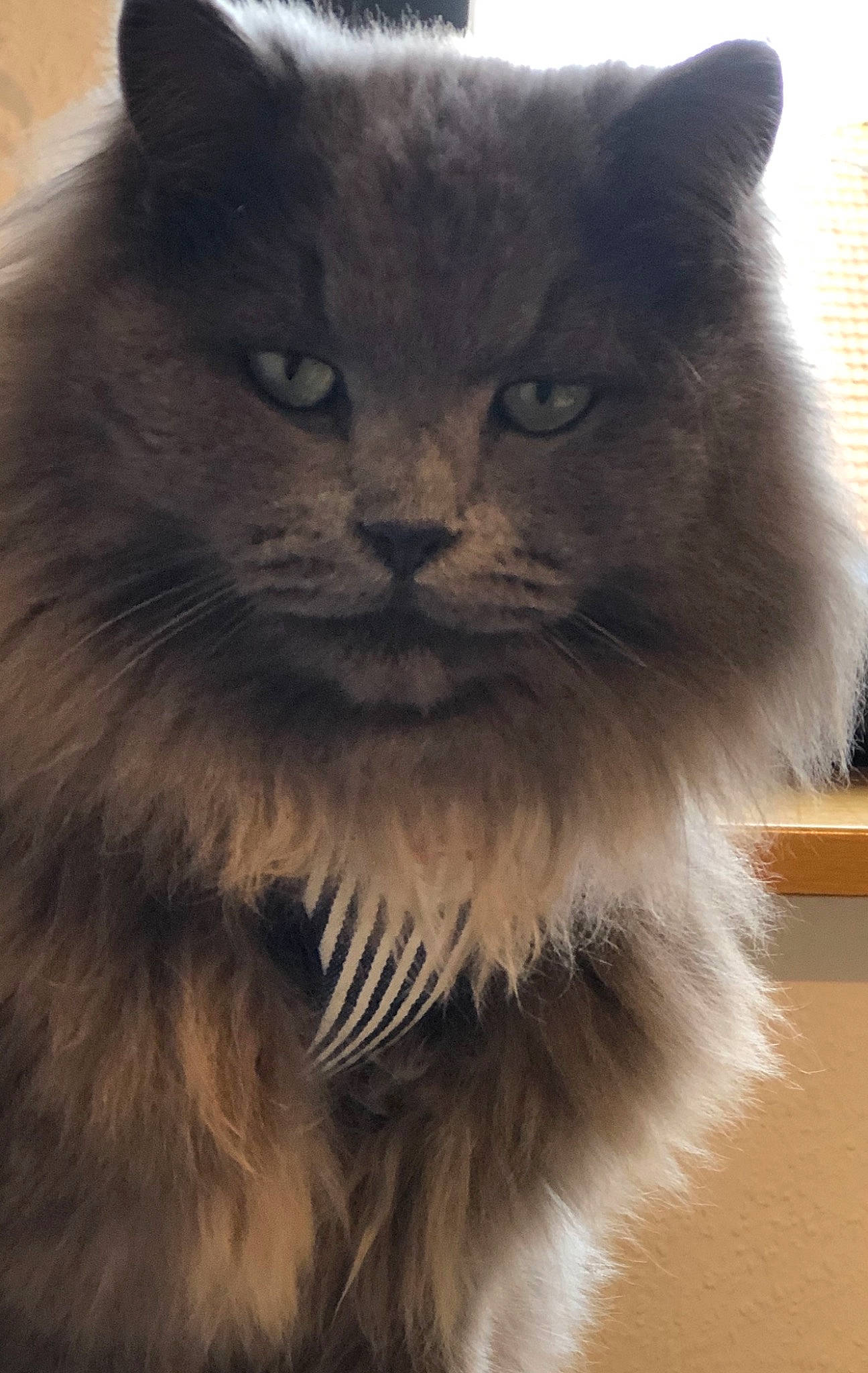 Gary a rejoint le concours — aidez-le/la à gagner de superbes lots ! black_cat, british_longhair, carnivore, cat, domestic_short_haired_cat, eye, fawn, felidae, fur, grey, norwegian_forest_cat, persian, sitting, small_to_medium_sized_cats, snout, tail, terrestrial_animal, whiskers, working_animal