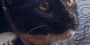 Cinda joined the competition — help win amazing prizes! cat, kitten, tortoiseshell, collar, purple_collar, pet, indoor, close_up, curious, eyes, whiskers, fur, animal, young, domestic_cat, looking_away, background_curtain, pattern, floor, soft_light