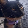 cat, kitten, tortoiseshell, collar, purple_collar, pet, indoor, close_up, curious, eyes, whiskers, fur, animal, young, domestic_cat, looking_away, background_curtain, pattern, floor, soft_light