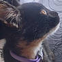 Cinda joined the competition — help win amazing prizes! cat, curious, purple_collar, fur, whiskers, indoor, curtains, pattern, soft_light, close_up, pet, animal, looking_up, black_fur, brown_fur, ear, eye, side_profile, domestic_cat, floor