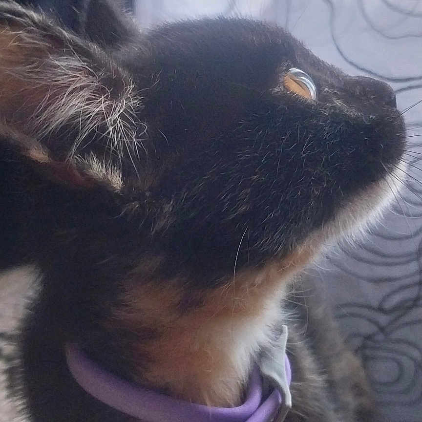 Cinda joined the competition — help win amazing prizes! animal, black_fur, brown_fur, cat, close_up, curious, curtains, domestic_cat, ear, eye, floor, fur, indoor, looking_up, pattern, pet, purple_collar, side_profile, soft_light, whiskers