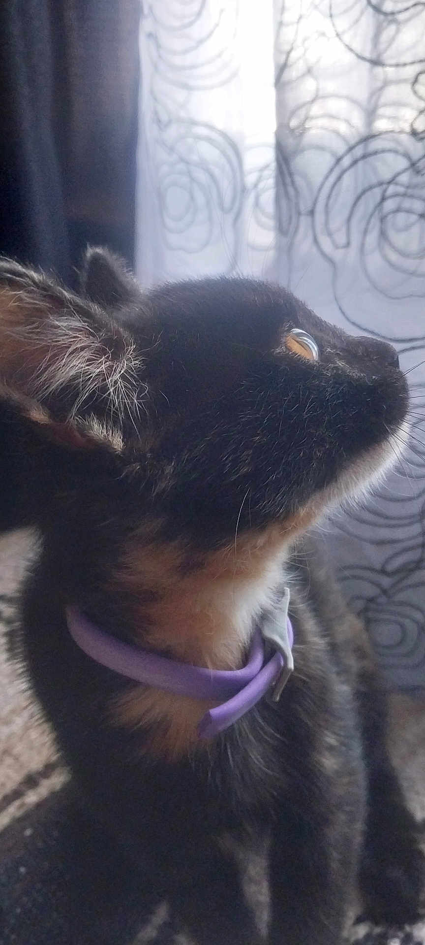 Cinda joined the competition — help win amazing prizes! cat, curious, purple_collar, fur, whiskers, indoor, curtains, pattern, soft_light, close_up, pet, animal, looking_up, black_fur, brown_fur, ear, eye, side_profile, domestic_cat, floor