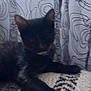 Cinda joined the competition — help win amazing prizes! cat, black_cat, feline, pet, animal, indoor, carpet, pattern, curtain, fabric, relaxed, laying_down, paw, ear, whiskers, home, domestic, mammal, cute, blurred