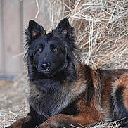 Rafale a rejoint le concours — aidez-le/la à gagner de superbes lots ! dog, belgian_shepherd, animal, pet, lying_down, hay, barn, fur, brown, black, ears, alert, outdoor, nature, canine, portrait, grass, resting, farm, muzzle