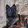 dog, belgian_shepherd, animal, pet, lying_down, hay, barn, fur, brown, black, ears, alert, outdoor, nature, canine, portrait, grass, resting, farm, muzzle
