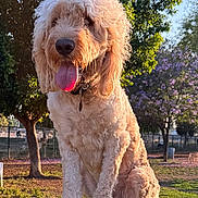 Teddy is registered to the contest to win money with this photo: dog, golden_doodle, tongue_out, sitting, outdoor, grass, tree, sunlight, pet, canine, fur, collar, park, nature, animal, summer, happy, daytime, mammal, friendly