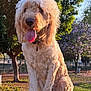 dog, golden_doodle, tongue_out, sitting, outdoor, grass, tree, sunlight, pet, canine, fur, collar, park, nature, animal, summer, happy, daytime, mammal, friendly