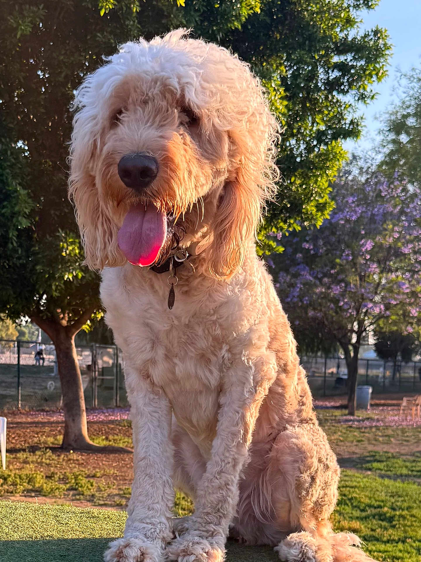 Teddy