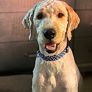 Teddy Sottile is registered to the contest to win money with this photo: animal, canine, closeup, collar, companion, cute, dog, domestic, friendly, fur, groomed, happy, house, indoor, light_brown, mammal, pet, portrait, sitting, smiling