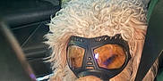 Teddy Sottile is registered to the contest to win money with this photo: animal, canine, car_interior, closeup, companion, curled, curly_fur, dog, furry, goggles, green_sleeve, human_arm, leash, pet, relaxed, resting, seat, seatbelt, transportation, vehicle